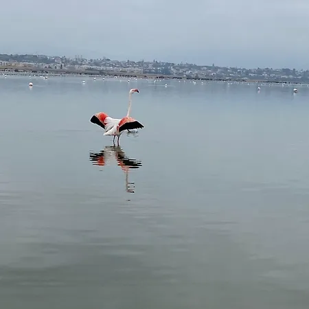 Colombo Palace - Eden Via Perda Bona 35a Апартаменты Куарту-Сант'Элена